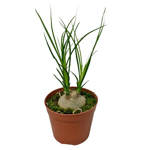 Ponytail Palm (Beaucarnea recurvata)