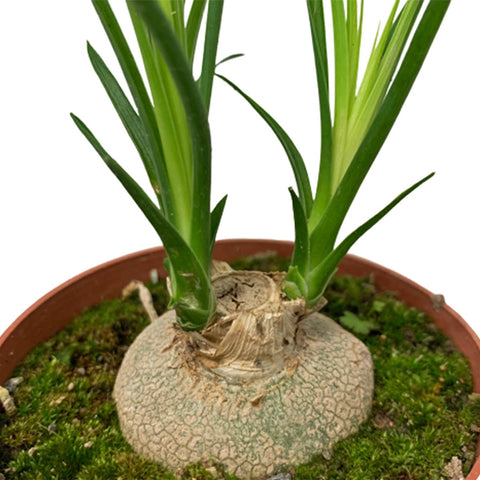 Ponytail Palm (Beaucarnea recurvata)