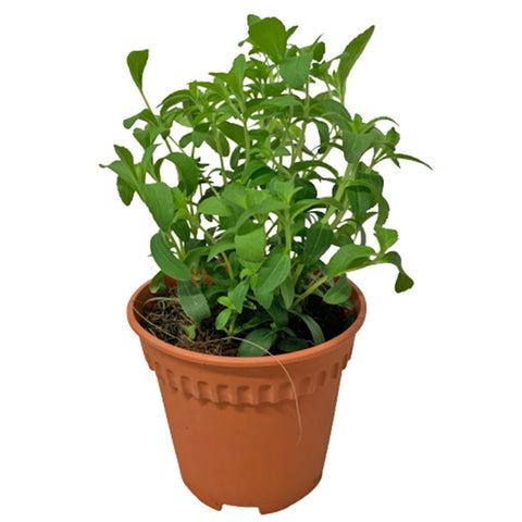 Stevia Rebaudiana 甜菊草