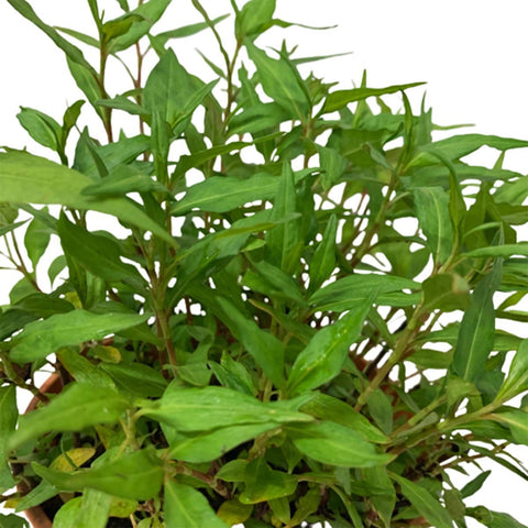 Laksa Leaf 叻沙叶 (Persicaria Odorata)