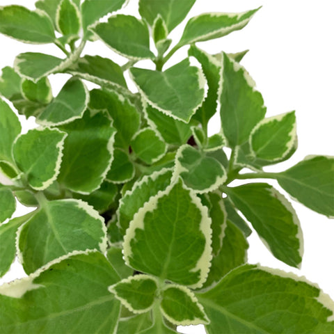 Mexican Mint 墨西哥薄荷 (Plectranthus amboinicus)