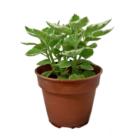 Mexican Mint 墨西哥薄荷 (Plectranthus amboinicus)