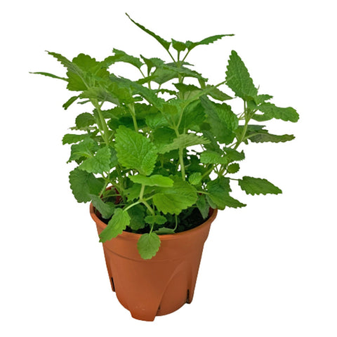 Lemon Balm 柠檬香脂草 (Melissa Officinalis)