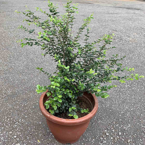 Malpighia Coccigera 满天星草药 (Singapore Holly)