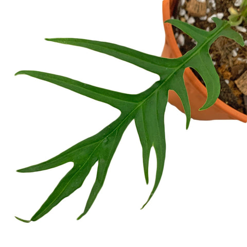 Philodendron Tortum