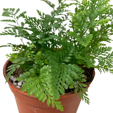 Davallia fejeensis Fern (Rabbit's Foot)
