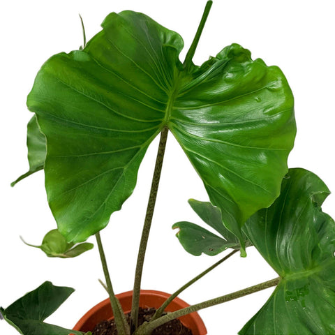 Alocasia Macrorrhizos 'Stingray'