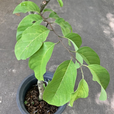Custard Apple (Annona Squamosa)