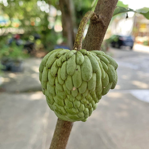 Custard Apple (Annona Squamosa)