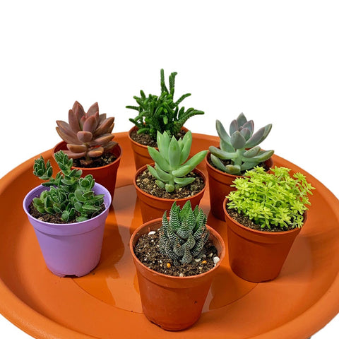Garden Assorted Mini-Size Succulent