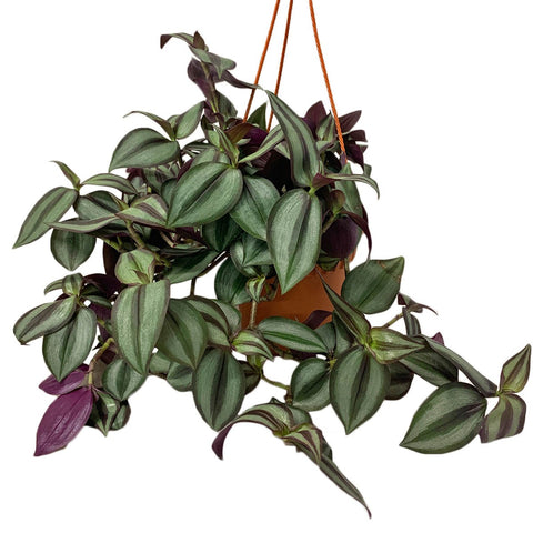 Tradescantia Zebrina 'Red Gem' (Wandering Jew)