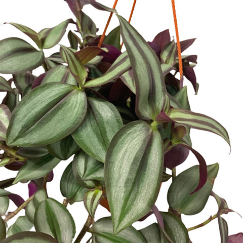 Tradescantia Zebrina 'Red Gem' (Wandering Jew)