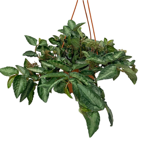 Pellionia repens