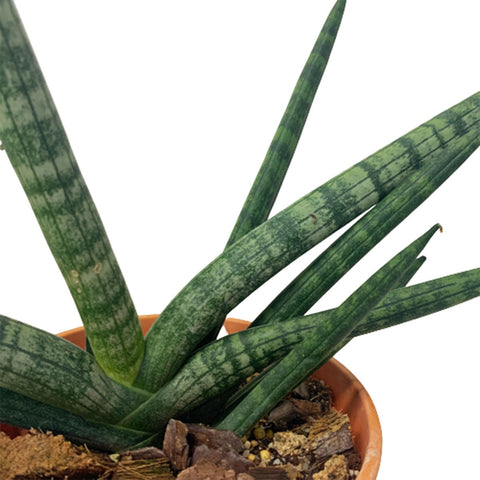 Sansevieria Cylindrica Boncel (1660)