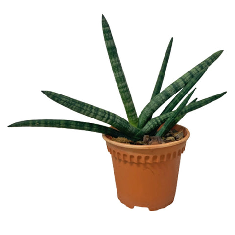 Sansevieria Cylindrica Boncel (1660)