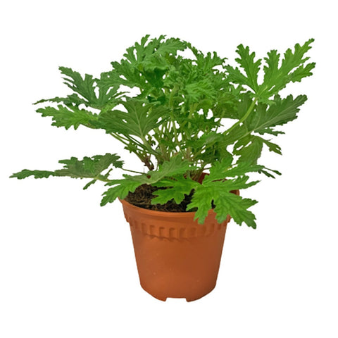 Citronella 驱蚊草 (Mosquito Plant)