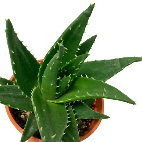 Aloe Mitriformis Perfoliata