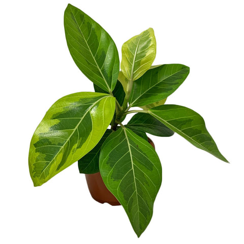 Ficus Benghalensis Variegata