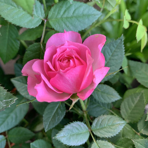 Potted Garden Rose 玫瑰花 12-14cm(Ø)
