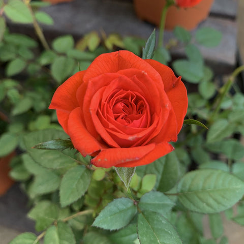 Potted Garden Rose 玫瑰花 12-14cm(Ø)