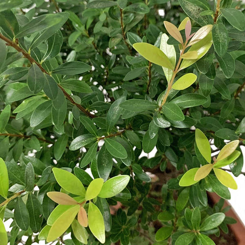 Syzygium Buxifolium 小叶赤楠 (Boxleaf Eugenia)