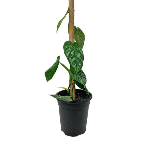 Philodendron Brandtianum