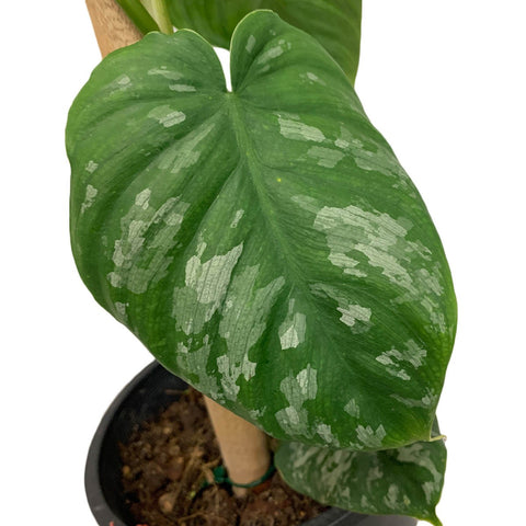 Philodendron Brandtianum