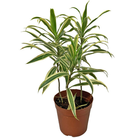 Dracaena Reflexa (Song of India)