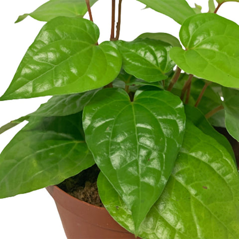 Betel Leaf 槟榔叶 (Daun Sirih) Piper Siriboa