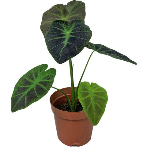 Colocasia Esculenta 'Coal Miner' (Elephant Ear)