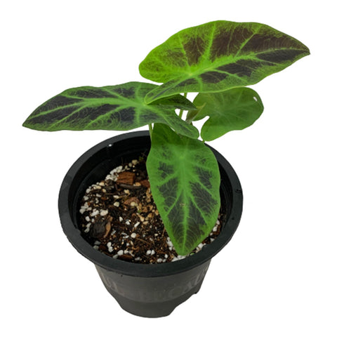 Colocasia Esculenta 'illustris' (Elephant Ear)