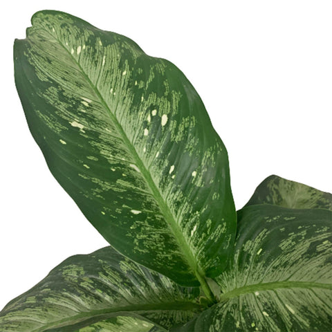 Dieffenbachia Americano (Dumbcane)