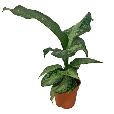 Dieffenbachia Americano (Dumbcane)