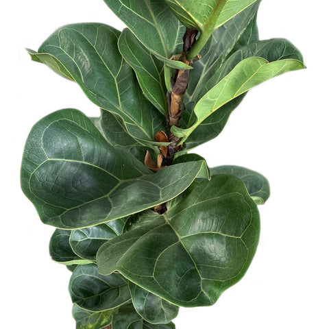 Ficus Lyrata (Narrow)
