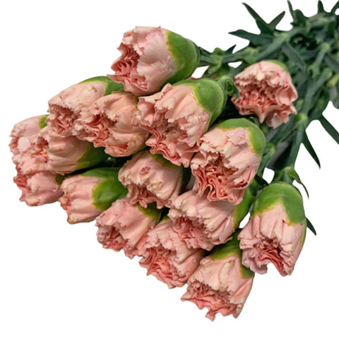 FreshCut Carnation