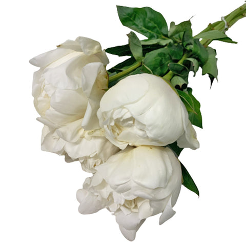 FreshCut Peony (ISP)