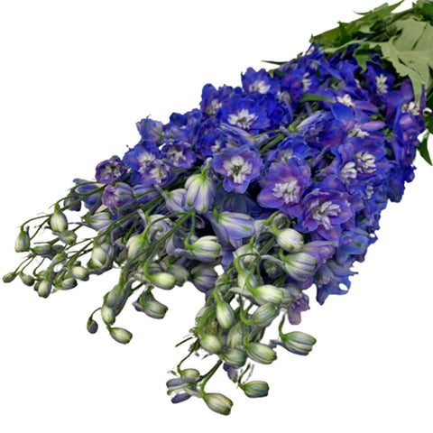 FreshCut Delphinium (ISP)