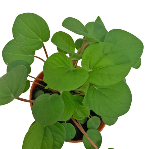 Peperomia Albovittata 'Rana Verde'