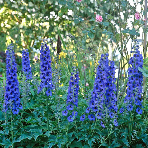 FreshCut Delphinium (ISP)