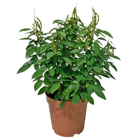 Desmodium Caudatum (Buak Chao 抹草 Pokok Buak Pantang)