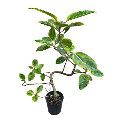 Ficus Altissima Bending Variegated (JAPAN)