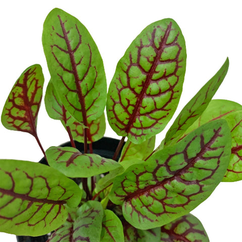 Sorrel 'Red Veined' 酢浆草 (Rumex Acetosa)