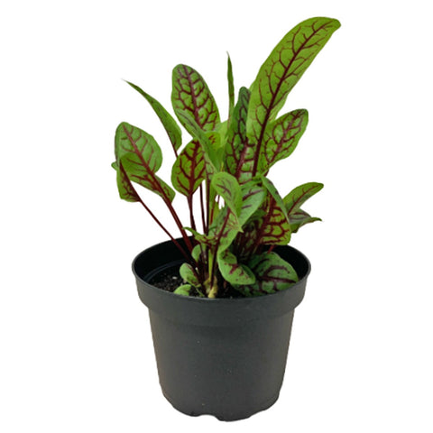 Sorrel 'Red Veined' 酢浆草 (Rumex Acetosa)