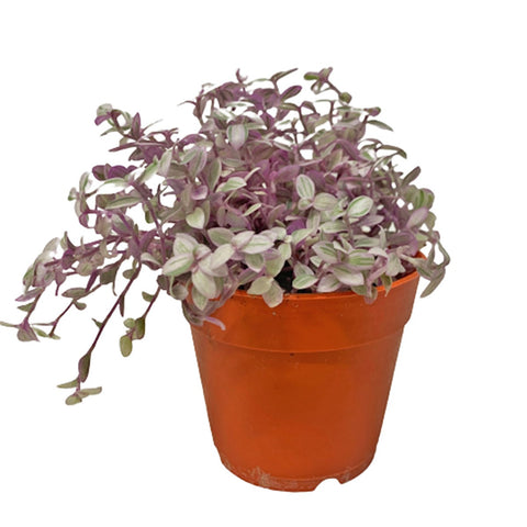 Callisia Rosato 'Pink Lady'