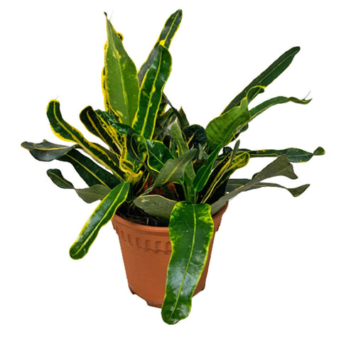 Croton Banana (Codiaeum variegatum)