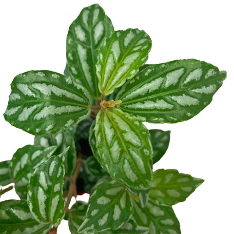 Pilea Cadierei (Pilea Cadierei )