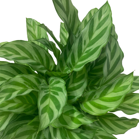Calathea Freddie