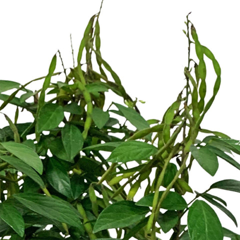 Desmodium Caudatum (Buak Chao 抹草 Pokok Buak Pantang)
