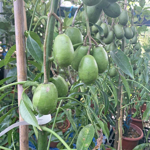 Kedondong 沙梨 (Spondias dulcis)