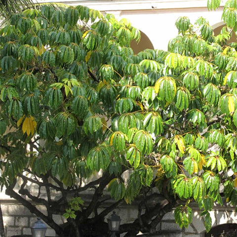 Schefflera Pueckleri - Mallet Flower Tree (Tupidanthus Calyptratus)
